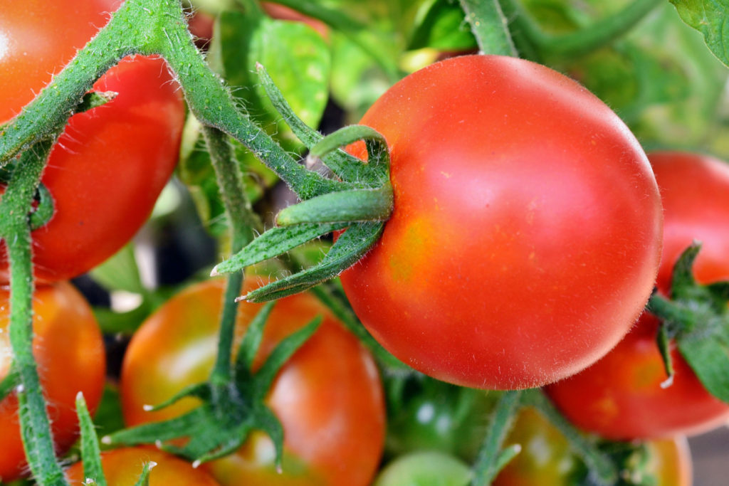 Saftig, aromatisch, süss mit einem Touch Säure, fruchtig: So schmeckt die ideale Tomate. | © Andreas Hermsdorf/pixelio.de