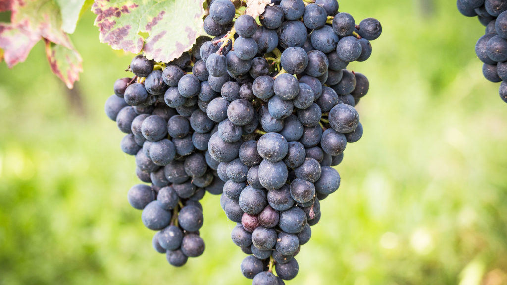 Die Traube ist die klassische Herbstfrucht. Wie der aus Trauben gewonnene Wein schmeckt, ist aber nicht nur von der Rebsorte allein abhängig. | © Ascada/pixelio.de 
