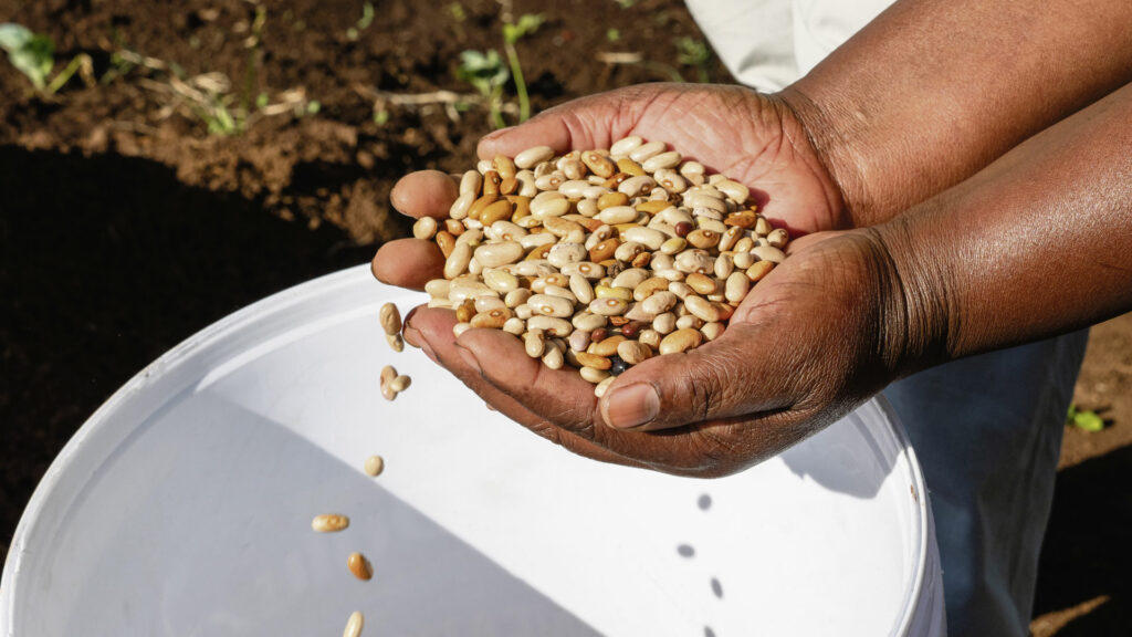 Bohnensamen aus Kolumbien. Saatgut- und Sortenschutzgesetze gefährden die Artenvielfalt. | © Fastenopfer 