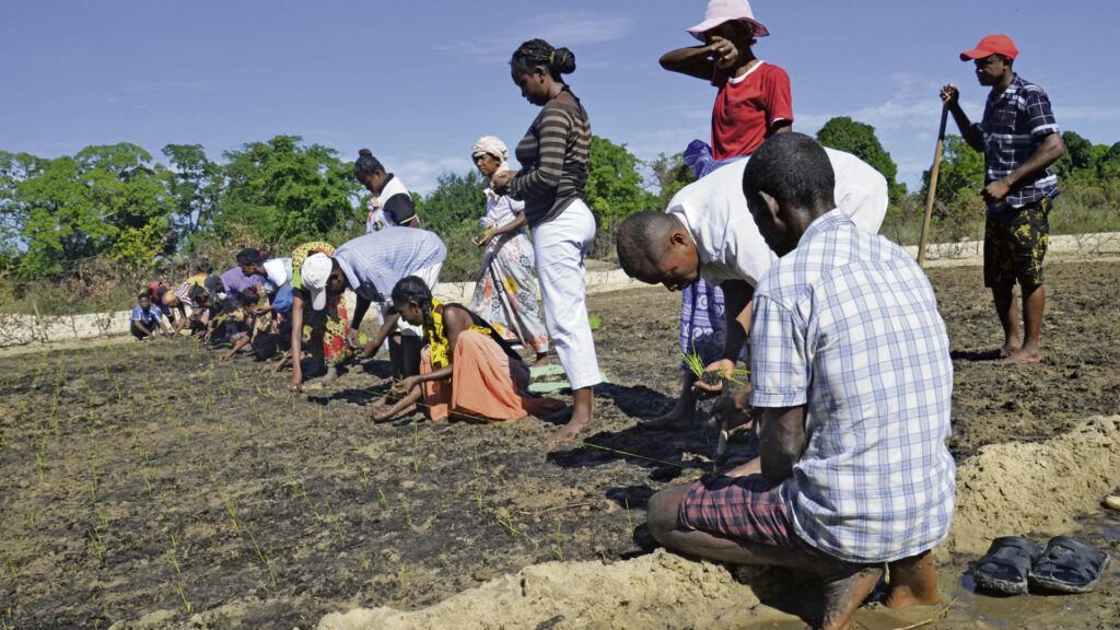 Diese Bäuerinnen und Bauern sind Mitglieder einer auf Anregung von Fastenopfer initiierten 
Solidaritätsgruppe. Sie bepflanzen ein Gemeinschaftsfeld mit Saatgut einer alten Reissorte. | © Madlaina Lippuner/Fastenopfer