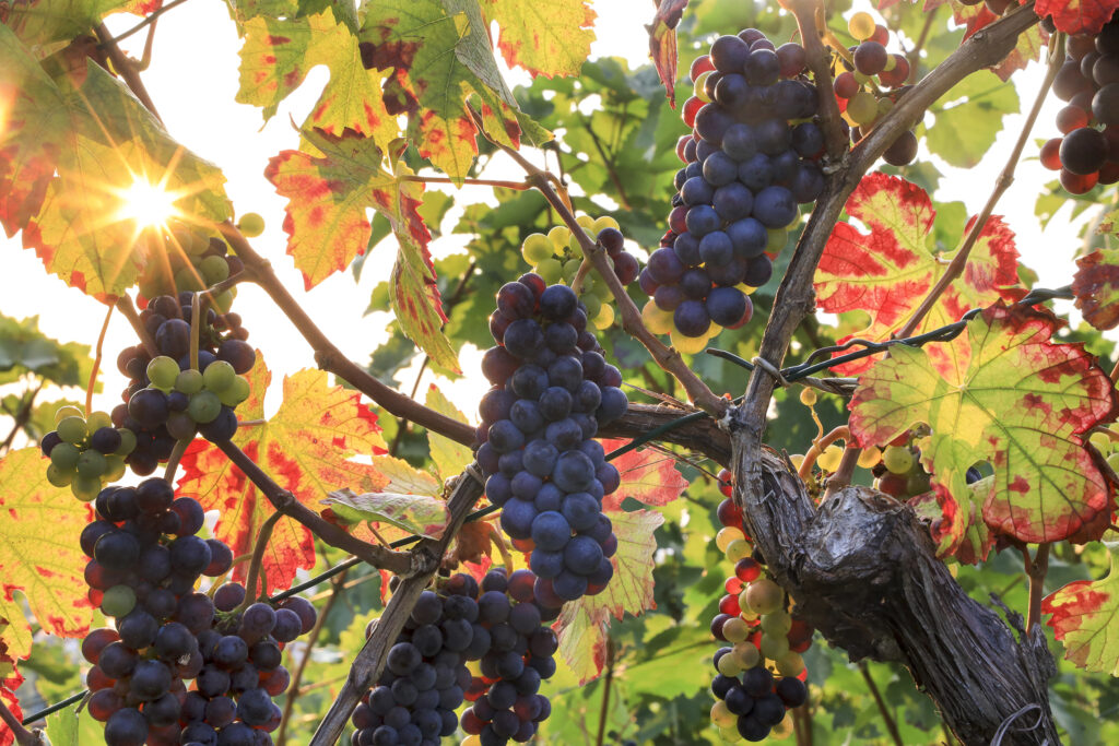 Goldener Herbst: Die Herstellung von Wein hat auch einen spirituellen Aspekt. | © Albrecht E. Arnold/pixelio.de