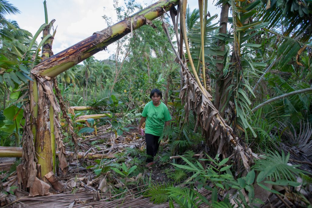 Zerstörte Ernten: Auf der Farm von Roniton und Evis Lopez fielen viele Bananenstauden, Kokospalmen und Mangobäume durch den starken Wind des Taifuns Haiyan um (2013, Aklan, Philippinen). | © Bob Timonera/ Fastenopfer