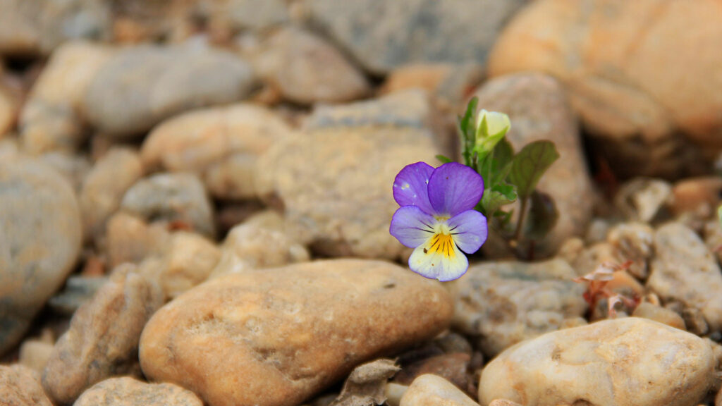 Das Veilchen findet im Frühling die Kraft, auch in steinigem Boden aus der Erde zu dringen. | © Elisa Al Rashid/pixelio.de
