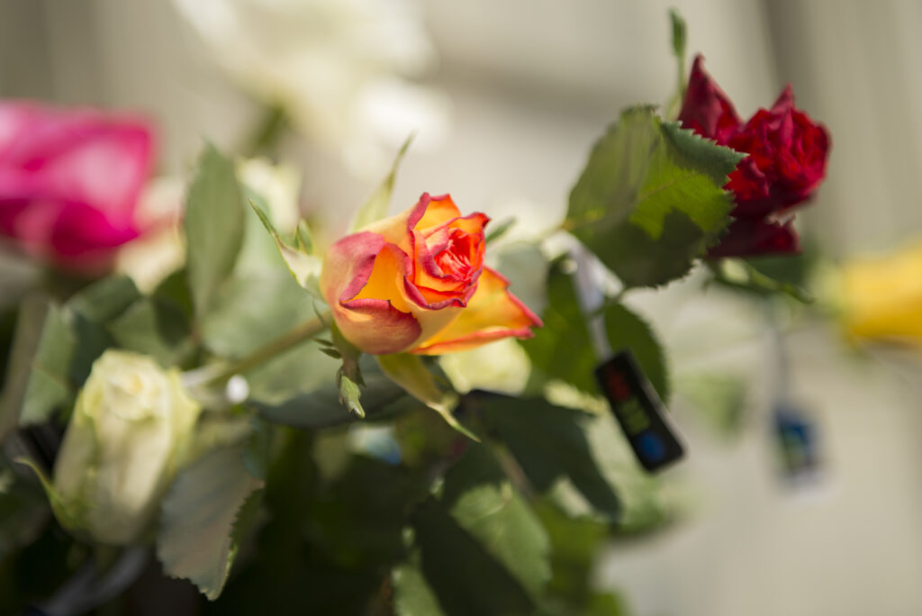 Am Samstag, 20. März, findet im Rahmen der Ökumenischen Kampagne der traditionelle Rosenverkauf statt. | © Fastenopfer / Brot für alle