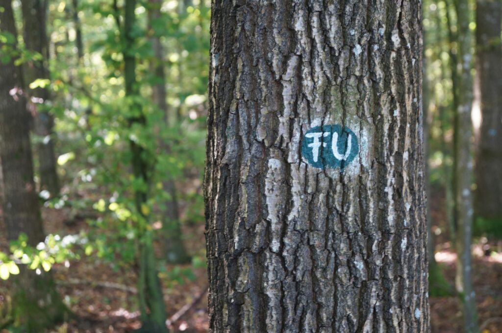 Friedwald bei Ermatingen TG: Markierung eines Baums mit Buchstabencode. Im Kanton Baselland gestattet das Amt für Wald eine Kennzeichnung durch «unauffällige Nummerierung». | © Detlef Kissner