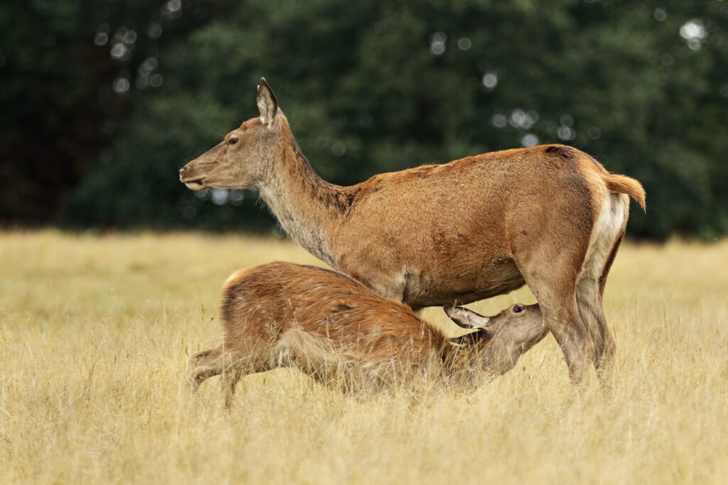 Die Hirschkuh ernährt ihr Junges. Sie sind Geschöpfe Gottes – wie wir. | © Amit Kumar/iStockphoto