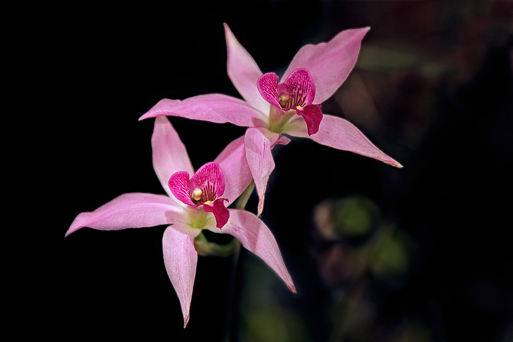 Damit Orchideen zur Blüte gelangen, braucht es gärtnerische Hingabe. | © Erwin Lorenzen/pixelio.de
