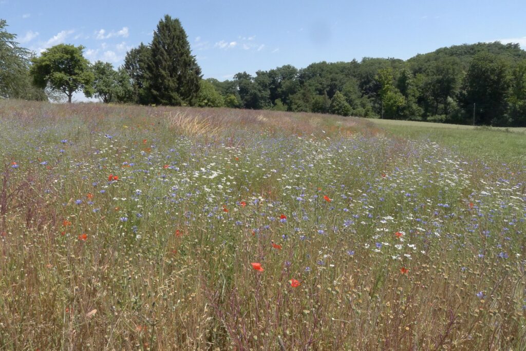 Mehr Biodiversität! Naturnahe Blumenwiesen, wie diese im Allschwiler Mühletäli (fotografiert am 12. Juni 2022), beherbergen viele Pflanzen- und Tierarten. | © Regula Vogt-Kohler 
