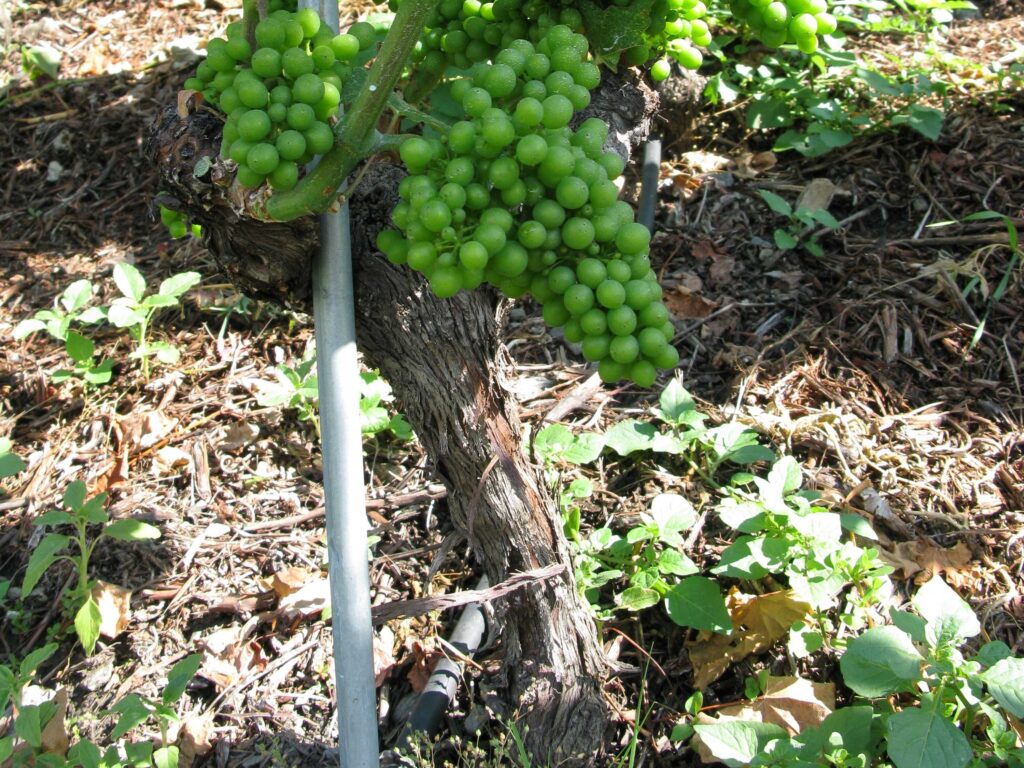 Aus dem Weinstock sprossen die Reben, und mit der Pflege des Winzers bringen sie reiche Frucht. | © Christian von Arx