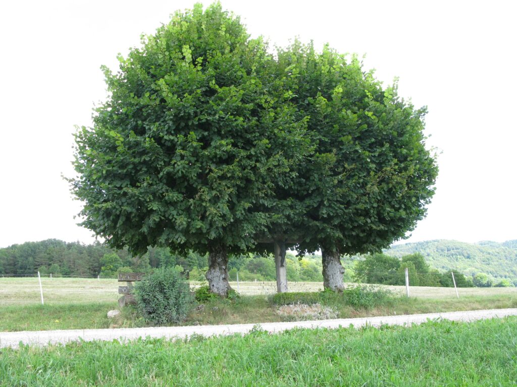 Fürsorglichen Schutz vor Sonne und Regen bieten die zwei Linden dem Wegkreuz beim Rätschtel in Kienberg. Von der Bank beim Rätschtelchrüz aus geht der Blick nach Westen zur bewaldeten Eihalde mit dem ehemals staatenlosen Heimatlosenplatz zwischen Kienberg, Wittnau und Anwil. | © Christian von Arx