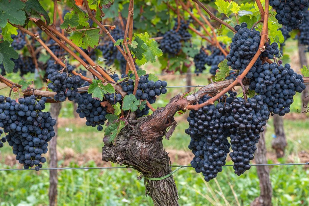 Wie die Rebe im Weinstock gründet, so sollen wir uns in Gott verankern. | © Wolfgang Heubeck/Pixabay